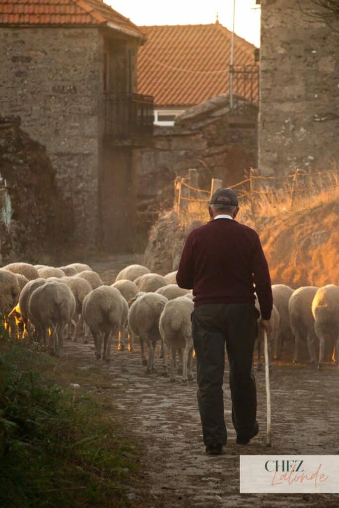 An old shepherd with sheep. 