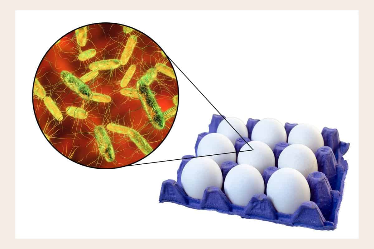 Salmonella photo in eggs.