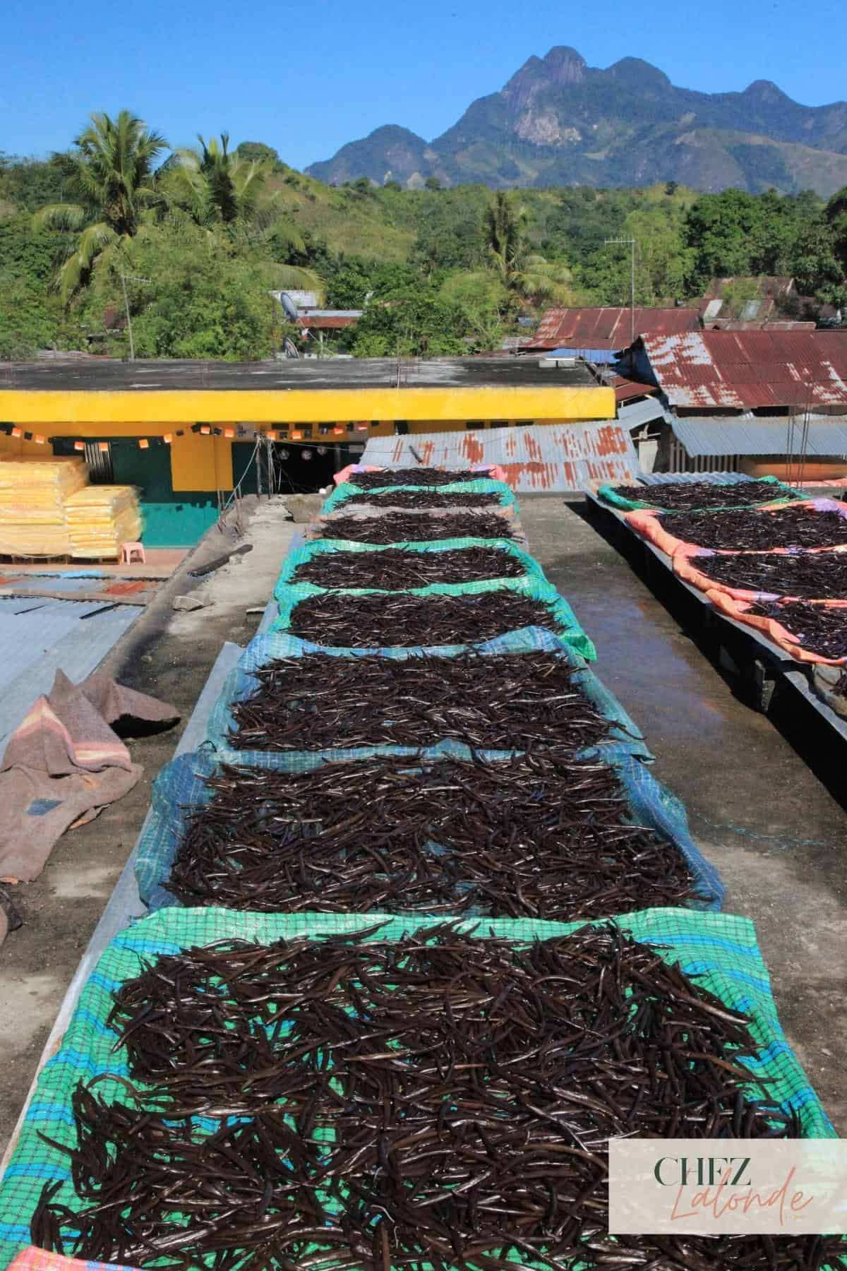 Drying Vanilla Beans in factory.